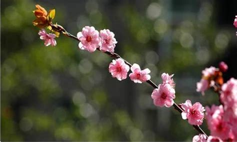 桃花結果風水|【桃花結果】化解桃花煞！掌握桃花樹結果時機，驅散。